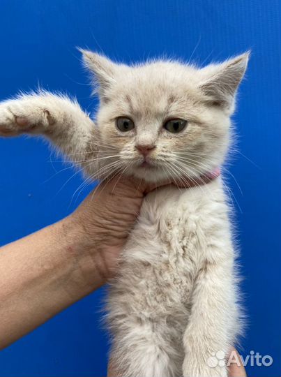 Чудо- котик