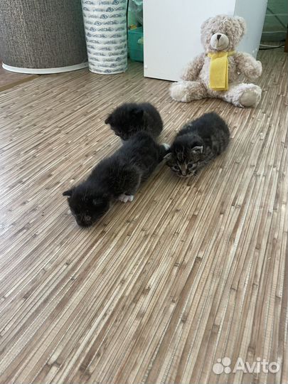 Котята курильский бобтейл