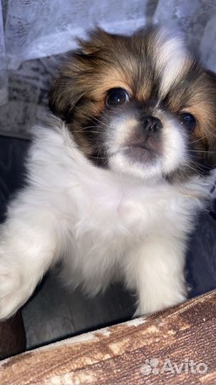 Пекинес мальчик