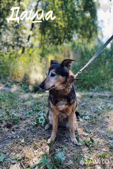 Собачка ищет дом