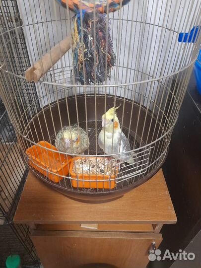 Шиншилла. Попугаи