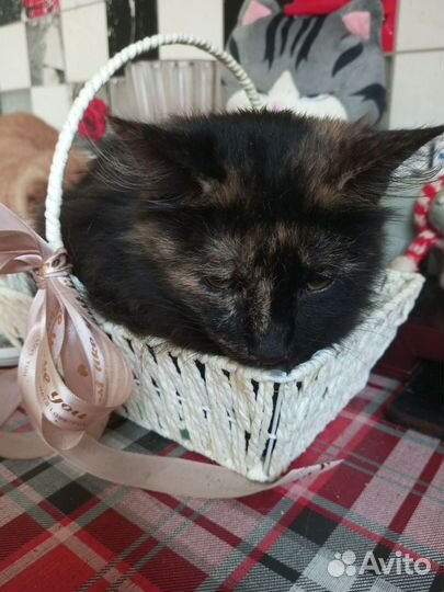 Кошка в дар бесплатно