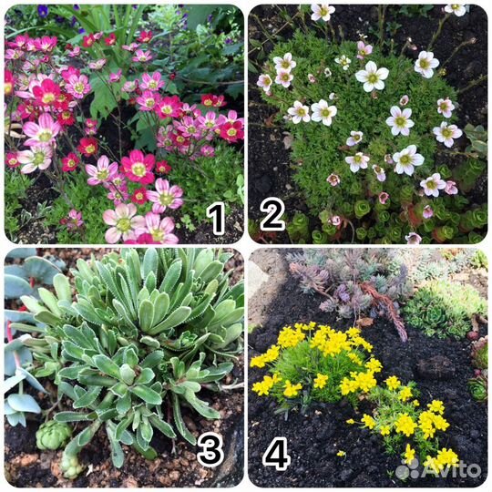 Почвопокровники много