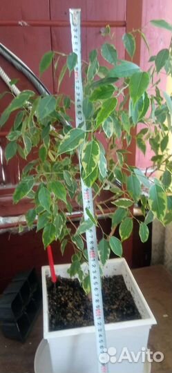 Комнатные растения цветы большие