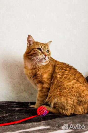 Кот Рыжик в добрые руки