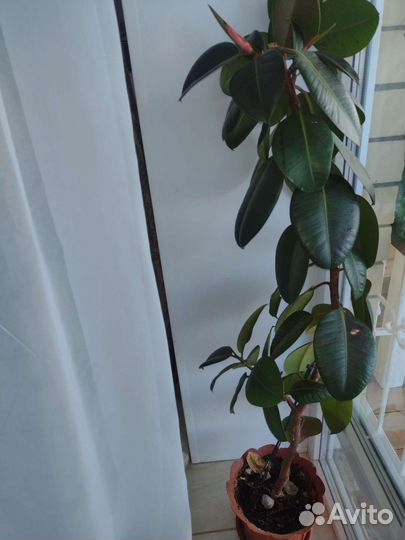 Комнатные растения цветы