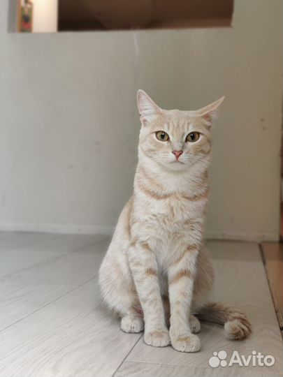 Котёнок