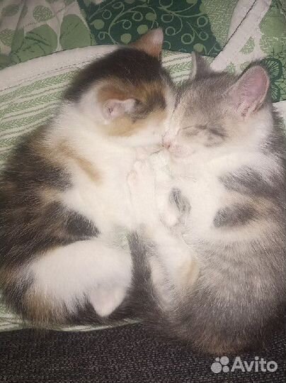 Трехцветные котята- кошечки с доставкой