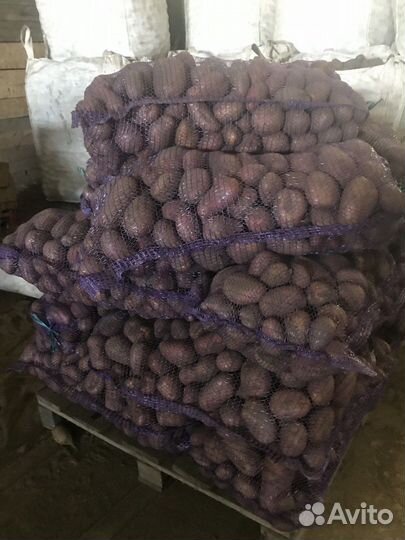 Картофель Вега и Балтика Роуз