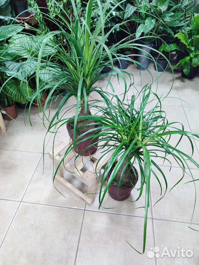 Нолина (бокарнея) высотой 63 см
