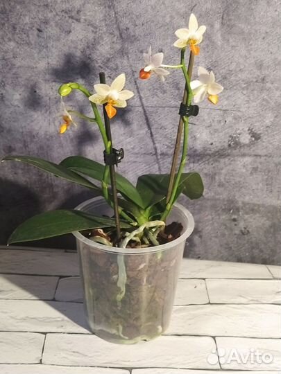 Сортовые орхидеи цветут