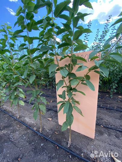 Саженцы черешни оптом всл-2