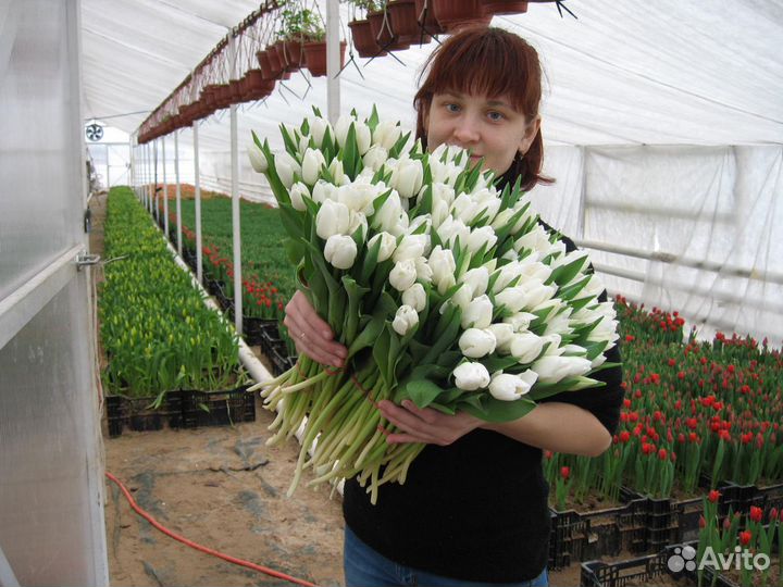 Тюльпаны от производителя