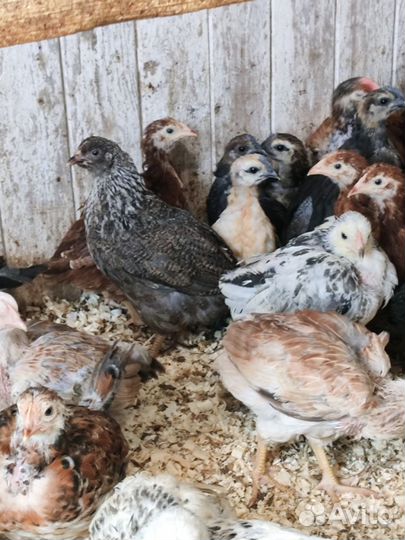 Куры породистые и бройлер 16.05