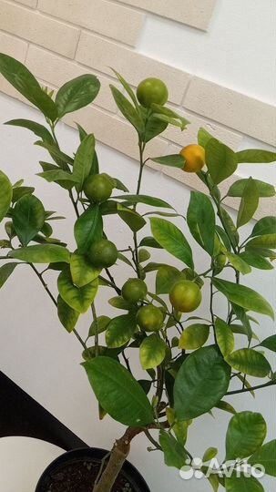 Цитрус лимон с плодами