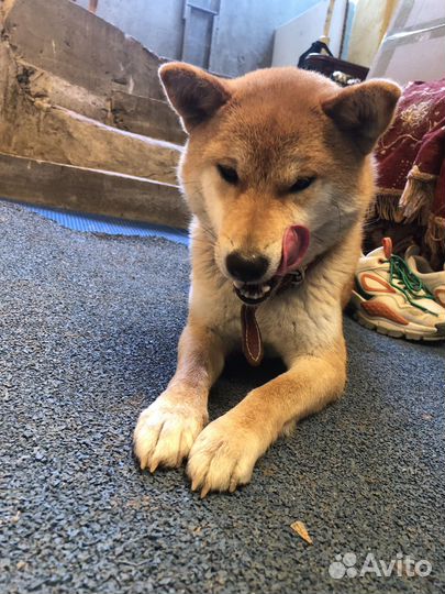 Щенок сиба ину метис
