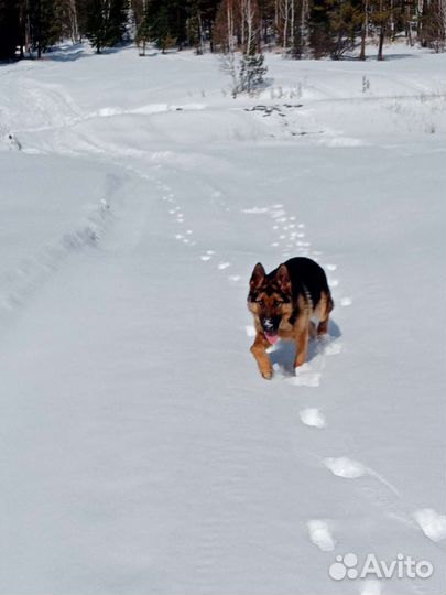 Овчарка немецкая