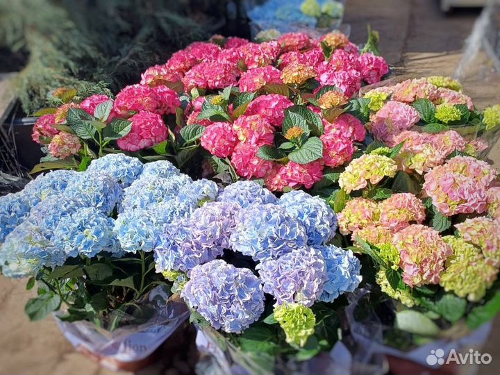 Гортензия в горшке 5л