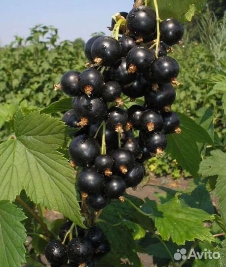 Саженцы черной смородины
