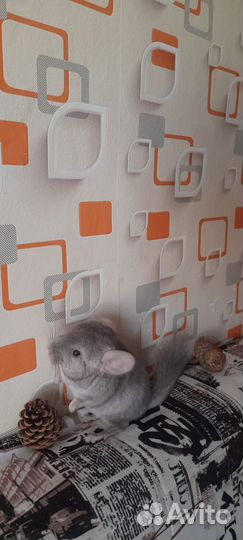 Шиншилла щенки мальчики