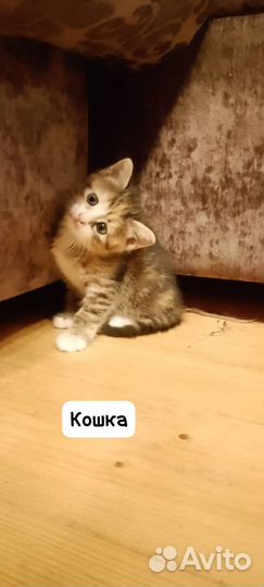 Домашние животные котята