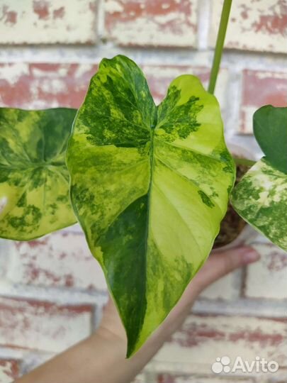 Alocasia Оdora 'Aurea-Variegata