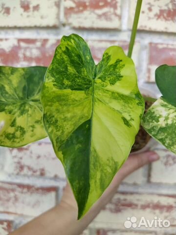 Alocasia Оdora 'Aurea-Variegata