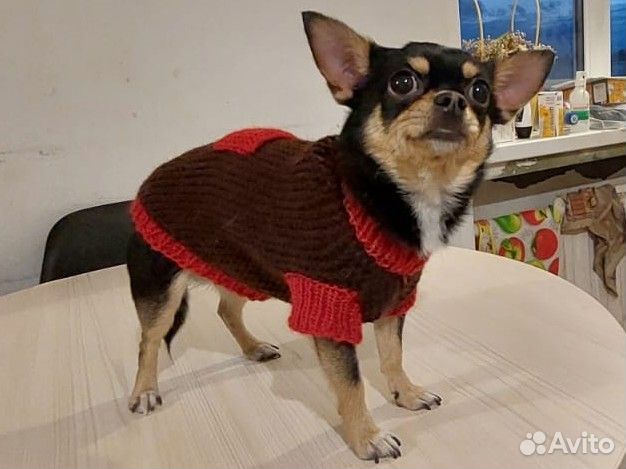 Одежда для маленьких собак