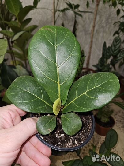 Комнатные растения цветы