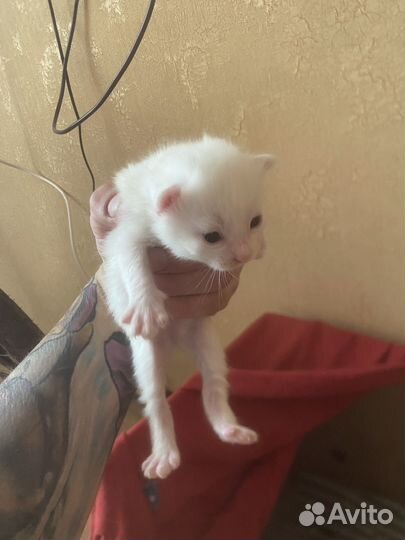 Котята от домашней кошки