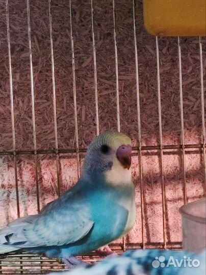 Радужные попугаи