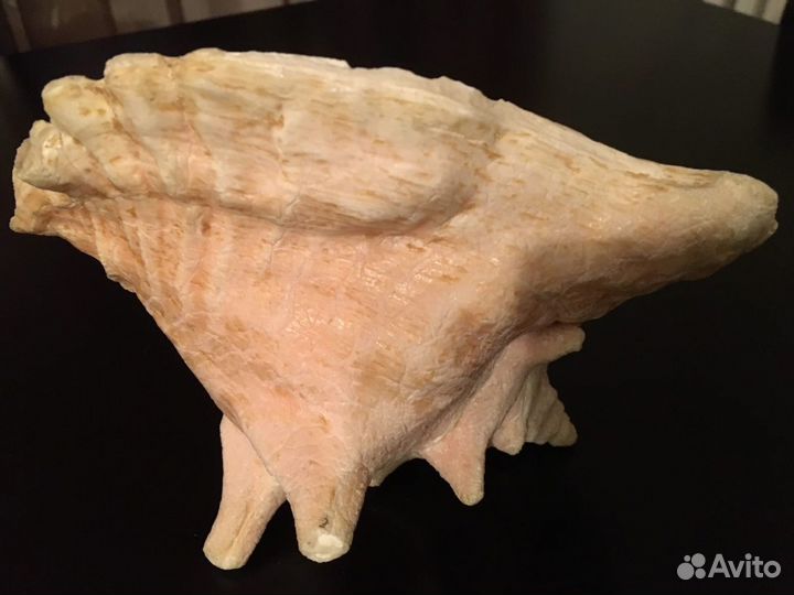 Большая ракушка из Карибского моря