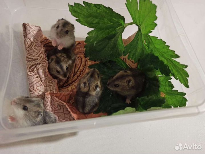 Джунгарский хомяк