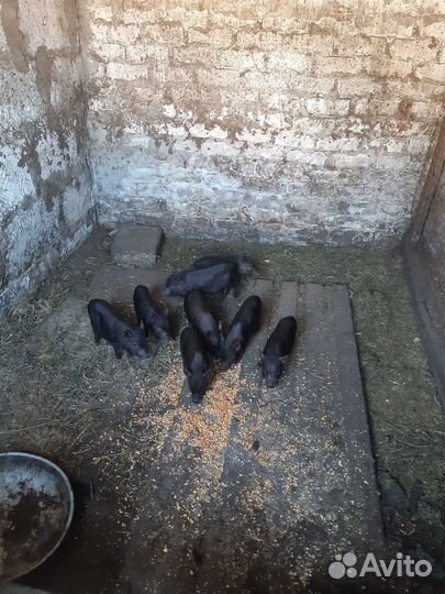 Вьетнамские вислобрюхие поросята