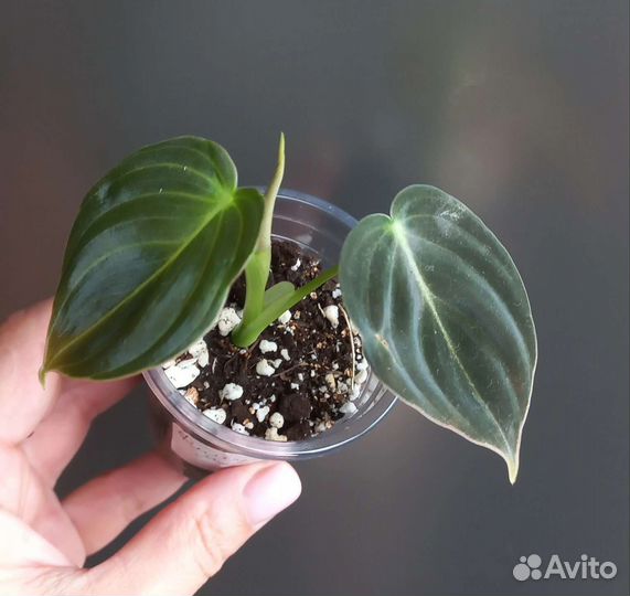 Филодендрон меланхоризум