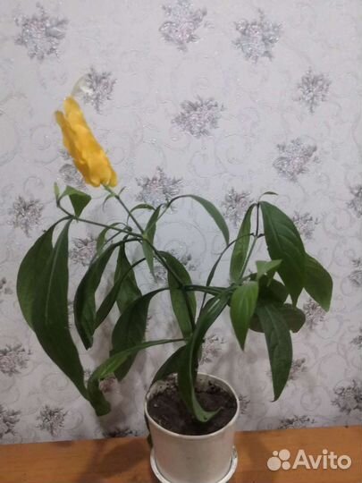 Пахестахис