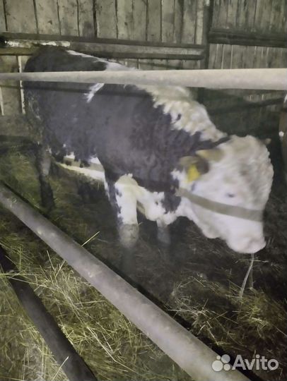 Быки племенные