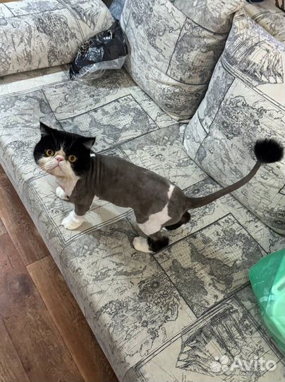 Экзотический кот вязка