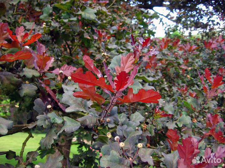 Дуб красный черешчатый