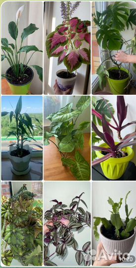 Комнатные растения