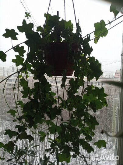 Пеларгония плющелистная