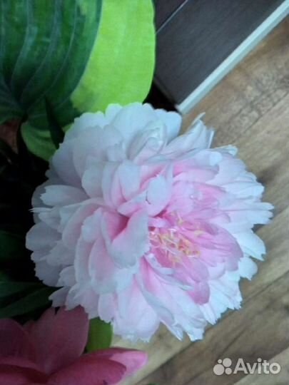 Для Интерьера сада Жёлтый Ито Пион Бартзелла