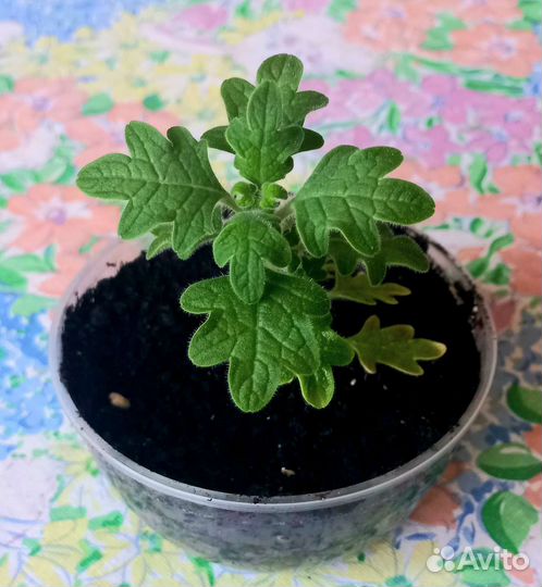 Плектрантус мята комнатная