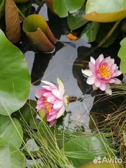 Нимфеи для пруда