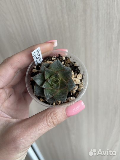 Эхеверия разные сорта