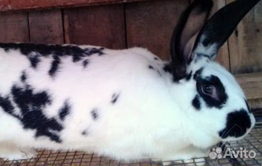 Кролики бабочка