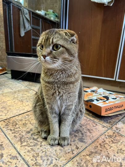 Шотландский кот вязка