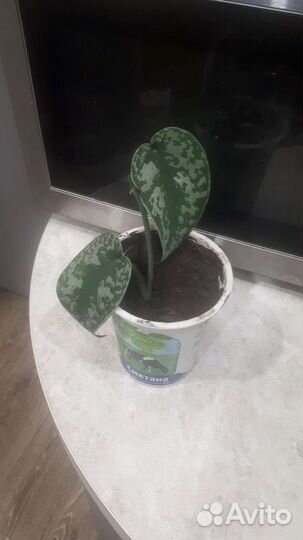 Сингониум, сциндапсус