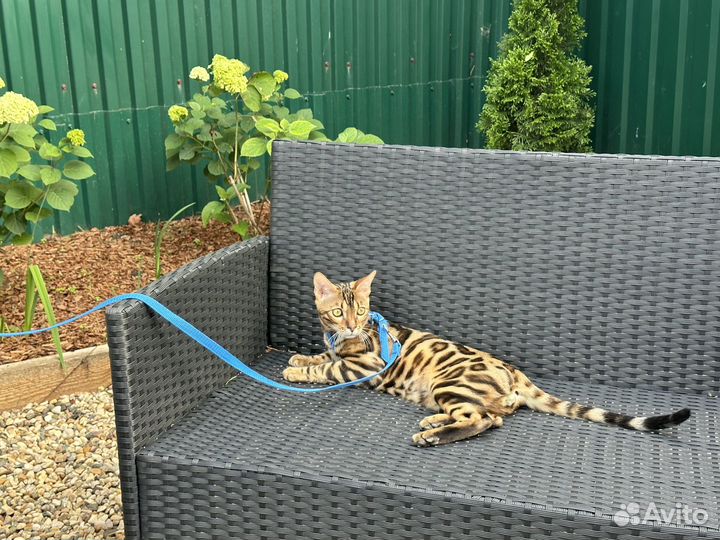 Бенгальский кот