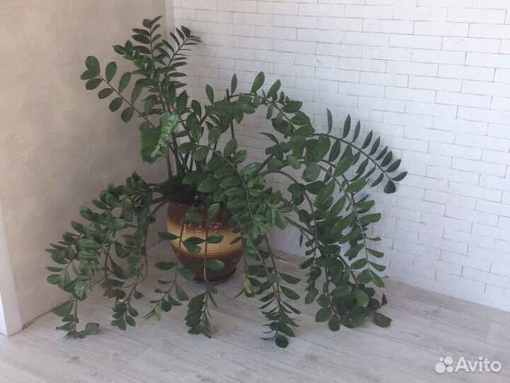 Замиокулькас